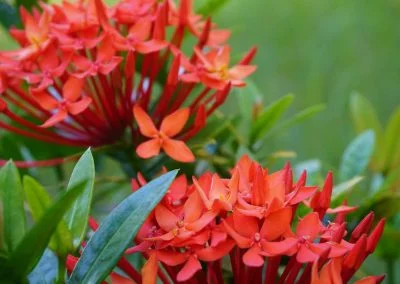 Flowers - Sali Bay Resort, South Halmahera, North Maluku