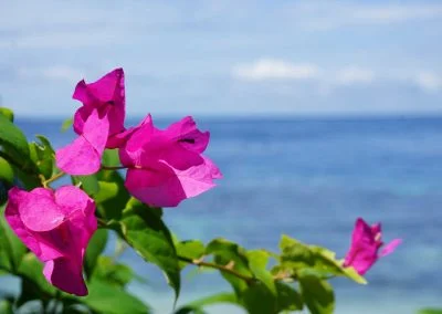 Bougenville - Sali Bay Resort, South Halmahera, North Maluku
