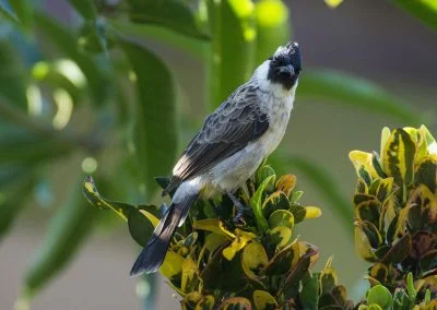 Falconiforma - Sali Bay, South Halmahera