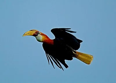 Hornbill - Sali Bay, South Halmahera