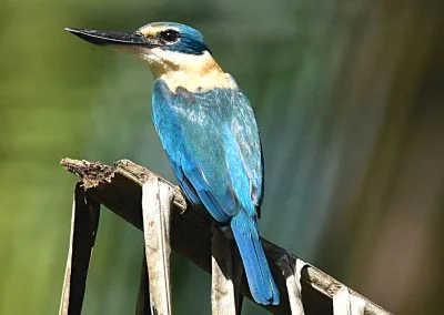 Kingfisher at Sali Bay resort, Halmahera