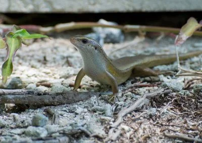 Lizard - Sali Bay, South Halmahera