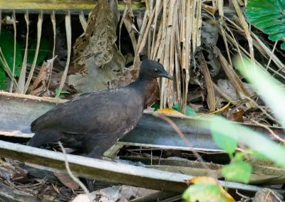 Maleo Bird, Sali Bay - South Halmahera