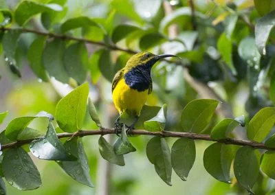 Old world flycatcher, Sali Bay, South Halmahera