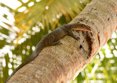 Monitor Lizard - Sali Bay Resort, Halmahera
