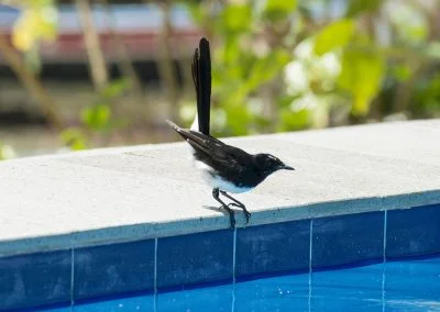 Bird - Sali Bay, South Halmahera, North Maluku