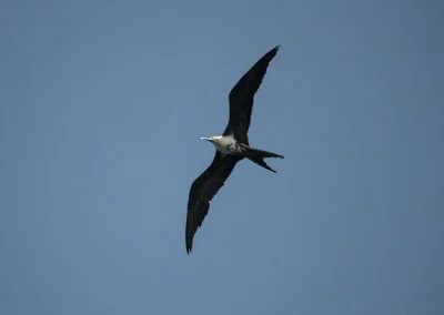 Bird - Sali Bay, South Halmahera, North Maluku