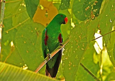 Parakeet - Sali Bay, South Halmahera, North Maluku