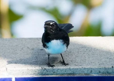 Bird - Sali Bay, South Halmahera, North Maluku