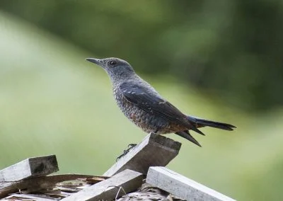 Bird - Sali Bay, South Halmahera, North Maluku
