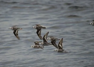 Birds - Sali Bay, South Halmahera, North Maluku