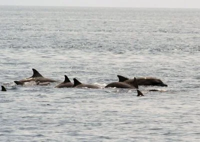 Dolphins - Sali Bay, South Halmahera, North Maluku