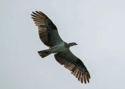 Eagle - Sali Bay, South Halmahera, North Maluku