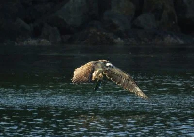 Eagle - Sali Bay, South Halmahera, North Maluku