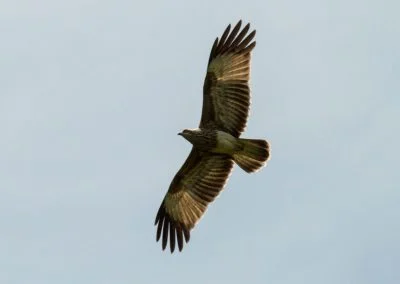 Eagle - Sali Bay, South Halmahera