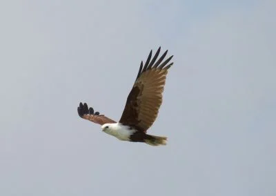 Eagle - Sali Bay, South Halmahera