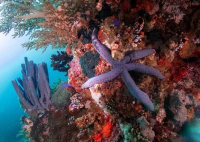 Reefscape, Diving South Halmahera