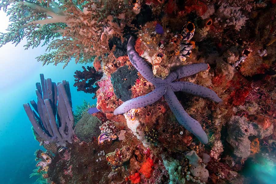 Reefscape, Diving South Hlamahera