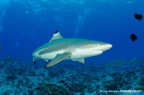 Black Tip Reef Shark