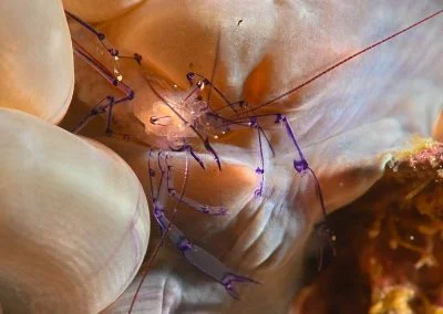 Diving South Halmahera