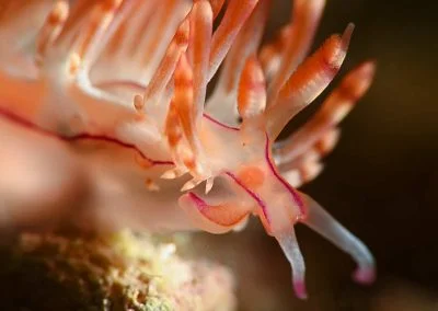 Diving South Halmahera