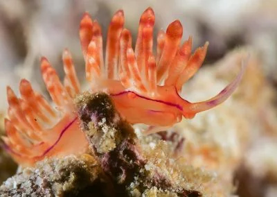 Diving South Halmahera