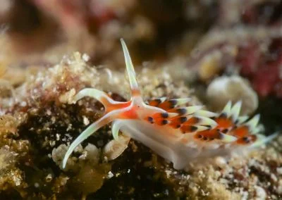 Diving South Halmahera