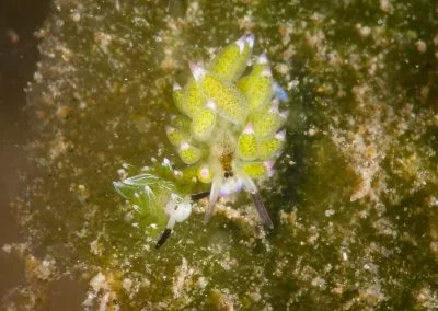 Diving South Halmahera