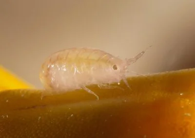 Diving South Halmahera