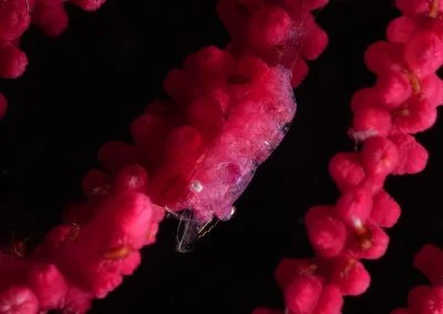 Diving South Halmahera