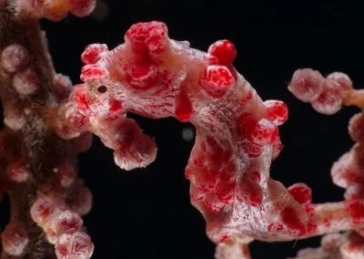 Diving South Halmahera