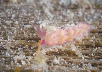 Diving South Halmahera