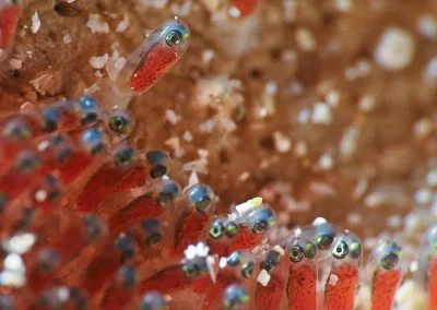 Diving South Halmahera