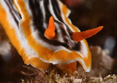 Diving South Halmahera