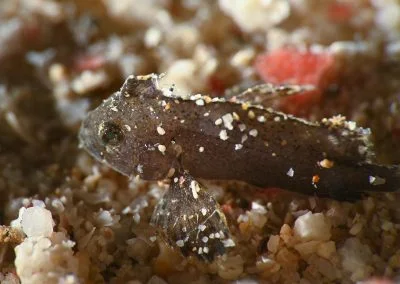 Diving South Halmahera